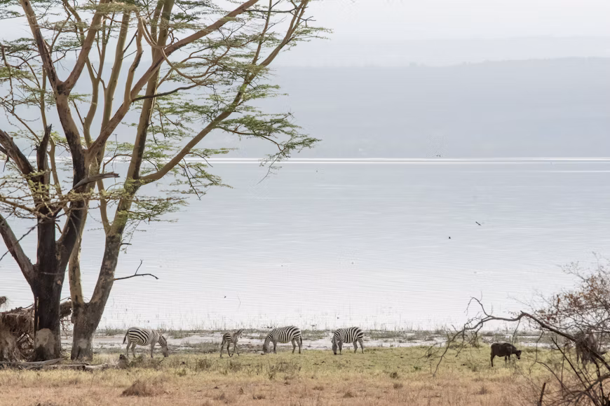 7-Day Maasai Mara, Nakuru & Samburu