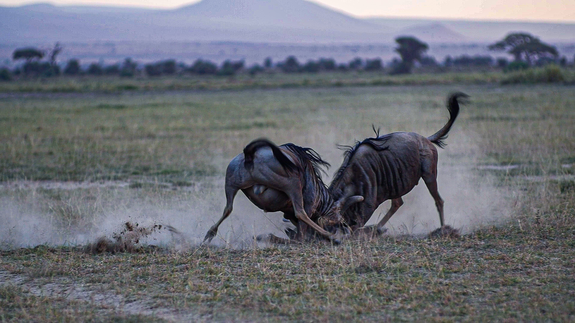 3-Days Amboseli Safari
